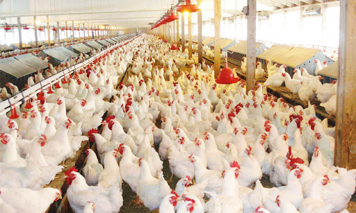 Layer Poultry Farming